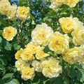 Rosa 'Golden Gate'®
