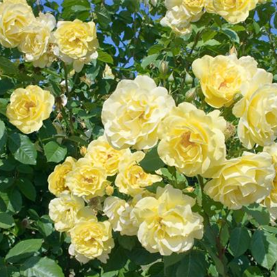 Kletterrose 'Golden Gate'®