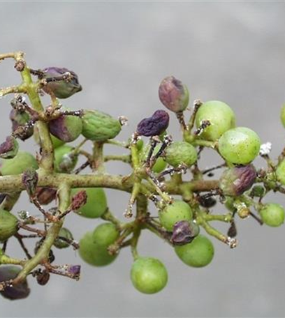 Falscher Mehltau an Wein