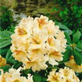 Rhododendron 'Bernstein'
