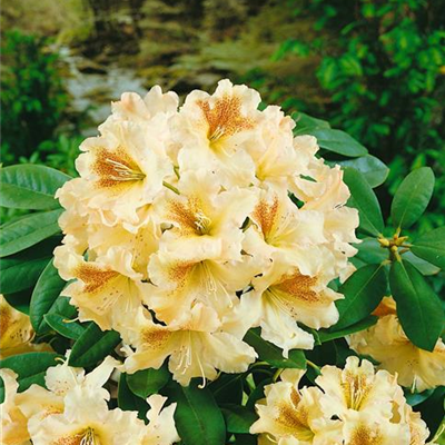 Rhododendron-Hybride 'Bernstein'