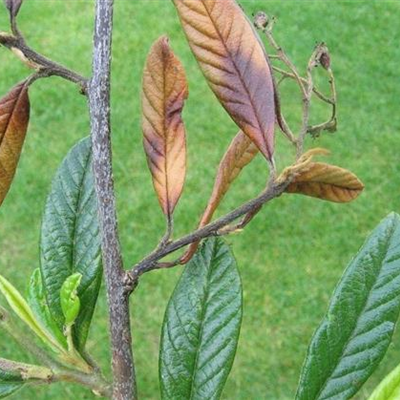 Feuerbrand an Felsenmispeln