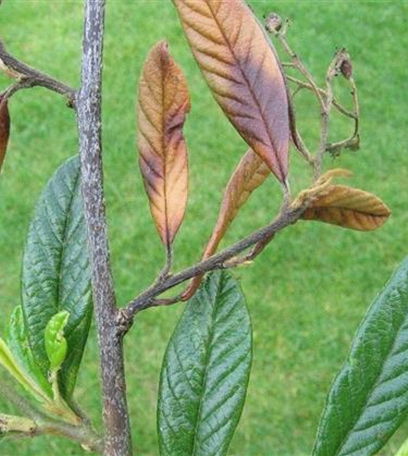 Feuerbrand an Felsenmispeln