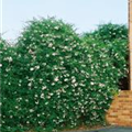 Solanum jasminoides 'Album'