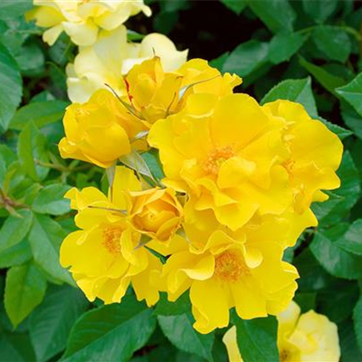 Beetrose 'Golden Holstein'®