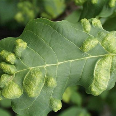 Filzgallmilbe an Walnuss