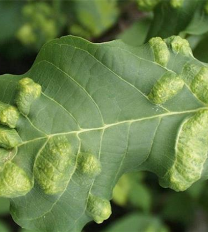 Filzgallmilbe an Walnuss