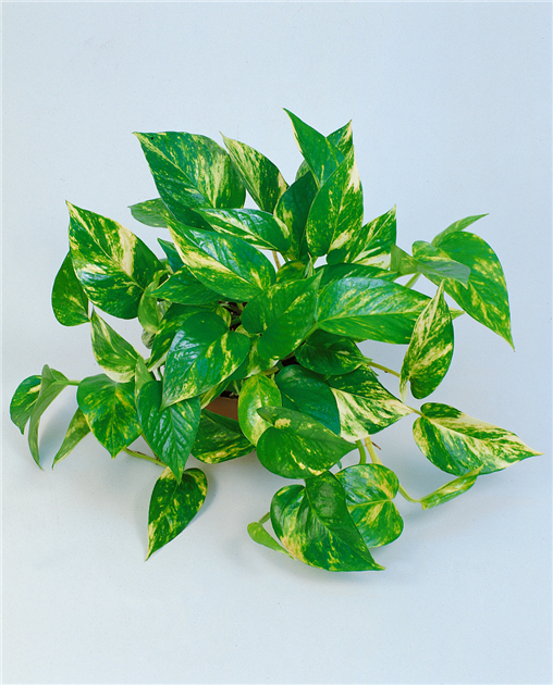 Scindapsus pictus, Gefleckte Efeutute