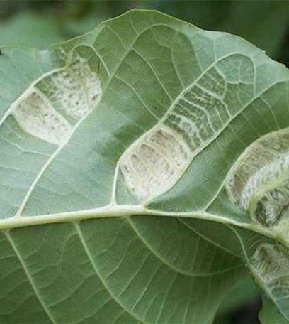 Filzgallmilbe an Walnuss