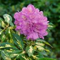 Rhododendron 'Blattgold'