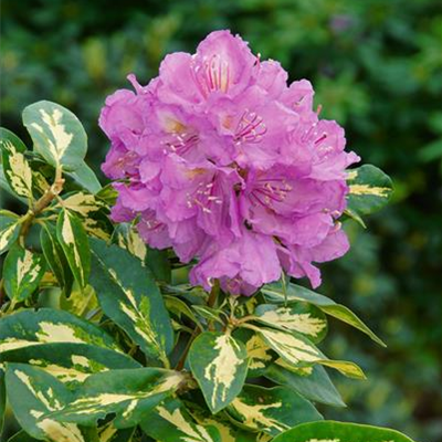 Rhododendron-Hybride 'Blattgold'