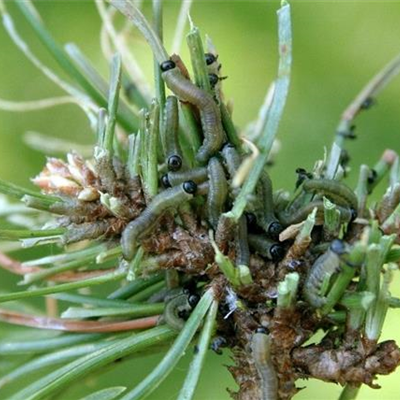 Fraßschäden an Kiefern