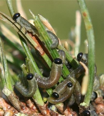 Fraßschäden an Kiefern