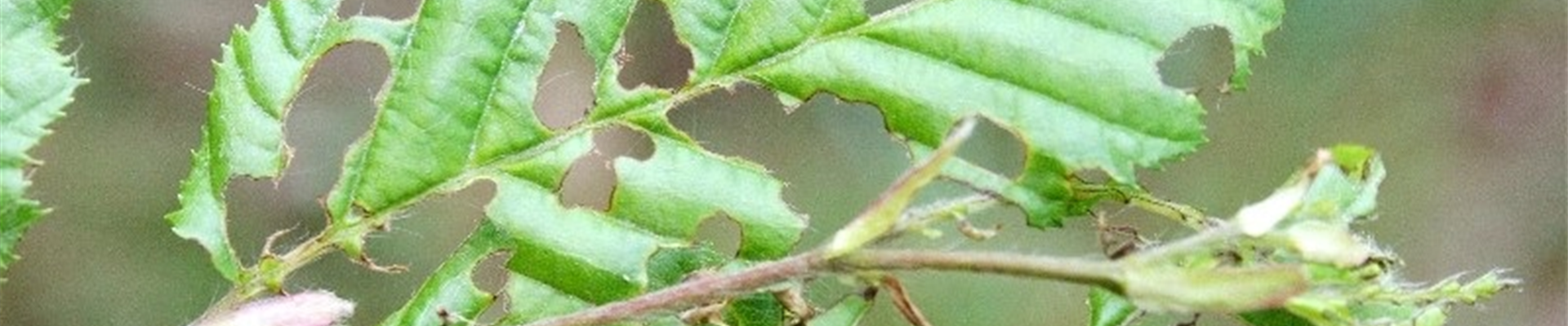 Carpinusfrostspanner1-800x600