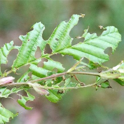 Raupenfraß an Hainbuchen