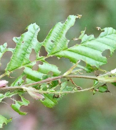 Raupenfraß an Hainbuchen