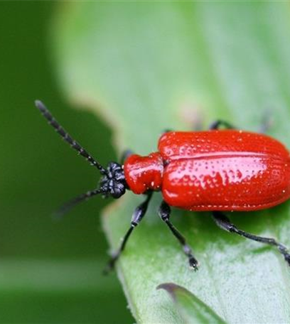 Fraßschäden an Stauden und Sommerblumen