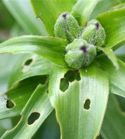 Fraßschäden an Stauden und Sommerblumen