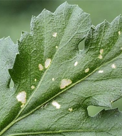 Fraßschäden an Stauden und Sommerblumen