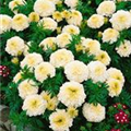 Tagetes erecta 'Arctic'