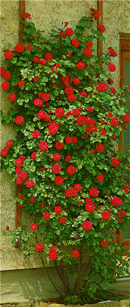 saatgut blumenwiese regional BIO Saatgut Mischung Wildblumenwiese  Biogartenladen