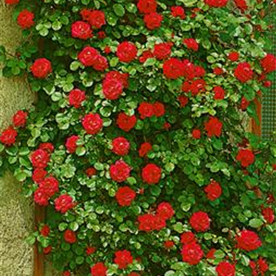 Kletterrose 'Gruß an Heidelberg'®