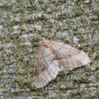 Frostspanner an Äpfeln