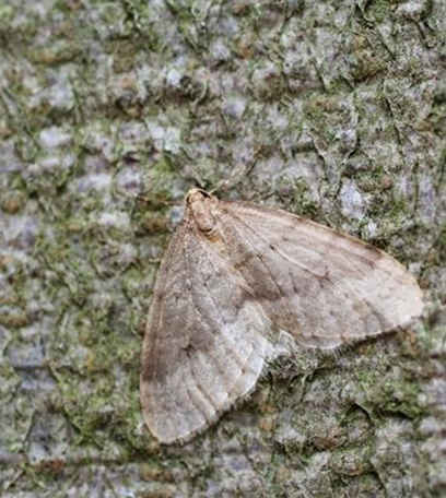 Frostspanner an Äpfeln