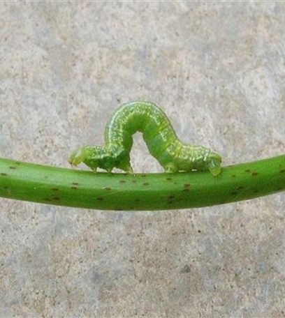 Frostspanner an Äpfeln