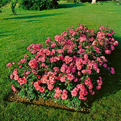 Beetrose 'Hansestadt Bremen'