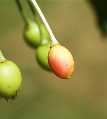 Fruchtfall oder Röteln an Kirschen