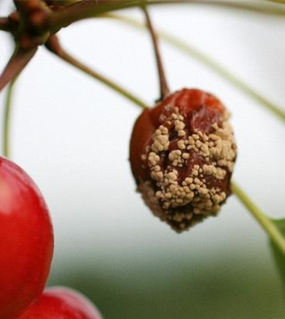 Fruchtfäulen an Kirschen