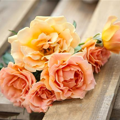 Beetrose 'Hansestadt Rostock'®