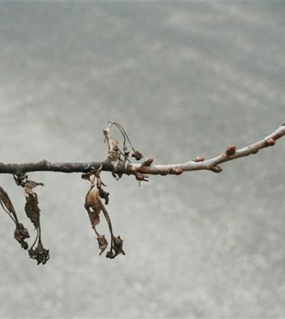 Fruchtfäulen an Kirschen