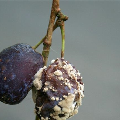 Fruchtfäulen an Pflaumen und Zwetschen