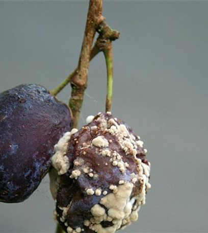 Fruchtfäulen an Pflaumen und Zwetschen