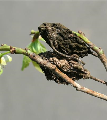 Fruchtfäulen an Pflaumen und Zwetschen