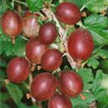 Ribes uva-crispa 'Captivator'
