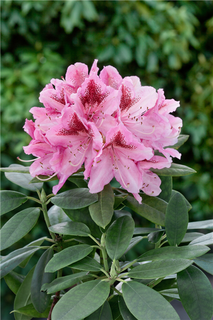 Rhododendron-Cosmopolitan-1200x630-proportionalbiggest.webp