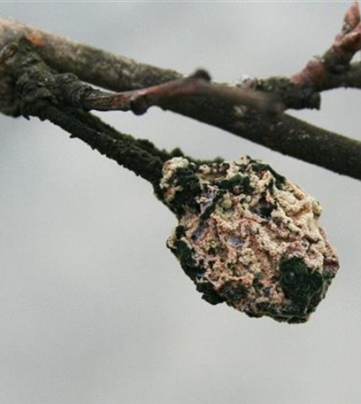 Fruchtfäulen an Pflaumen und Zwetschen