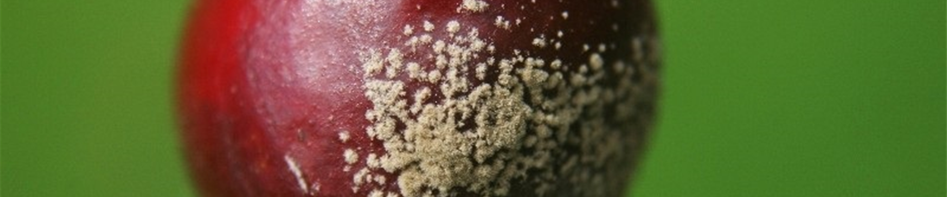 Sauerkirschefruchtmonilia1-800x600