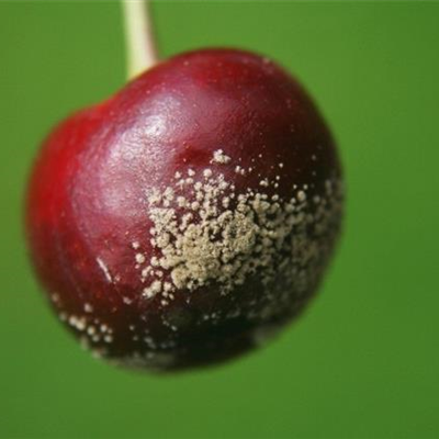 Fruchtfäulen an Sauerkirschen