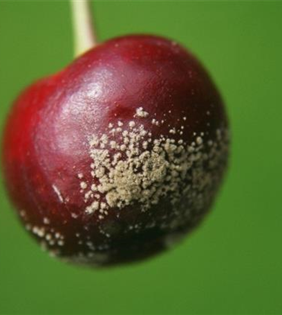 Fruchtfäulen an Sauerkirschen