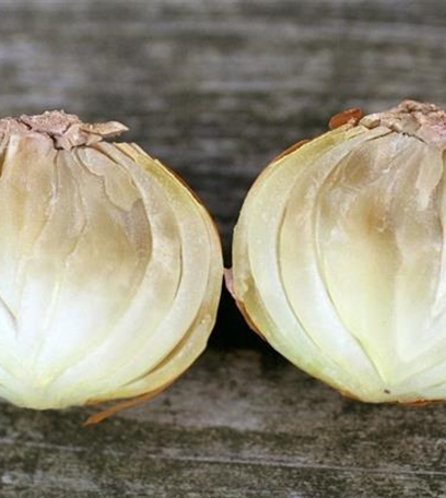 Fäulen an Zwiebeln