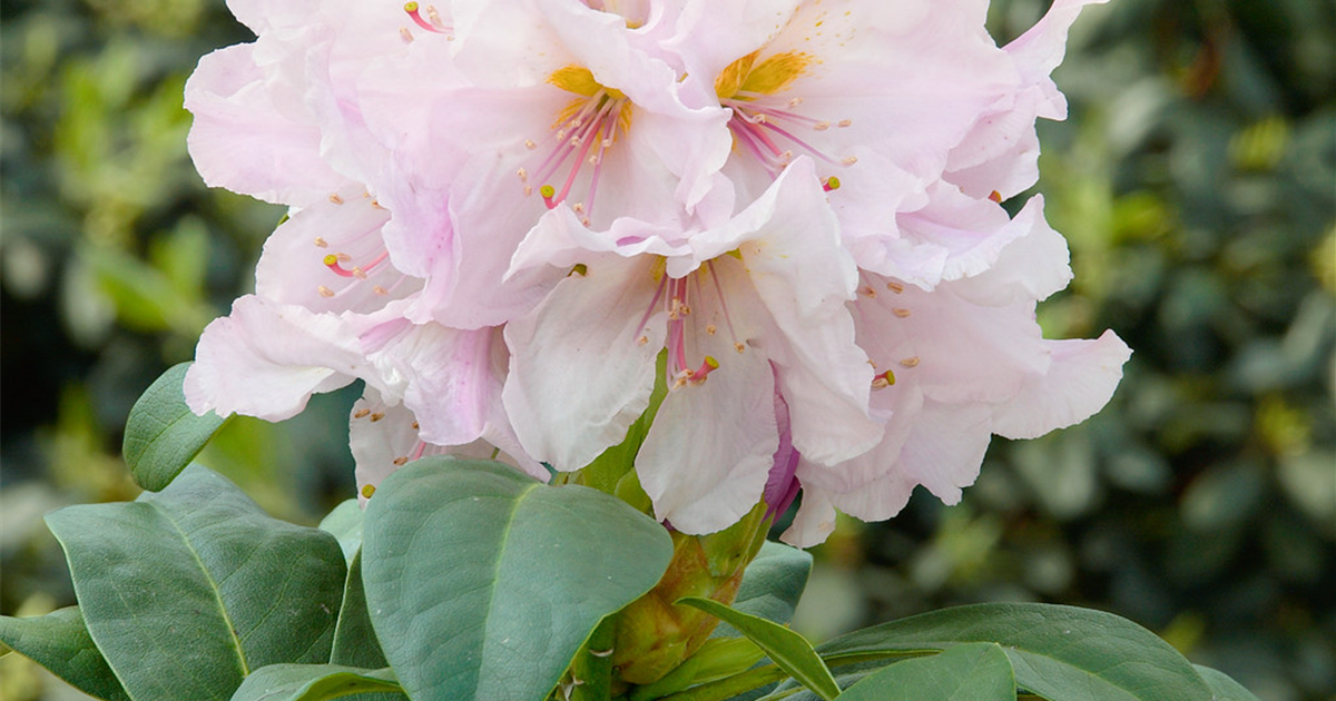 Rhododendron-Hybride-Eskimo-1200x630-proportionalsmallest.webp