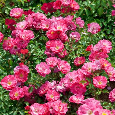 Rose 'Holsteiner Blütenmeer' Rose 'Holsteiner Blütenmeer'