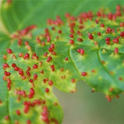 Gallmilben an Ahorn