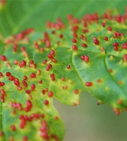 Gallmilben an Ahorn