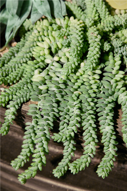 Sedum burrito, Fetthenne