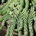 Sedum burrito